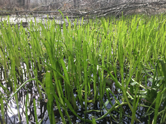 Lilaeopsis carolinensis