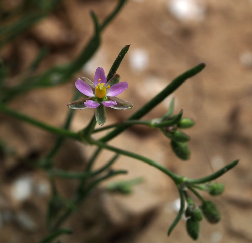 Representative image of Spergularia diandra