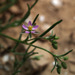 Mediterranean Sand-Spurry - Photo (c) Ron Frumkin, some rights reserved (CC BY-NC), uploaded by Ron Frumkin