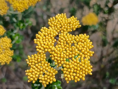 Grey Everlasting (Ozothamnus obcordatus)