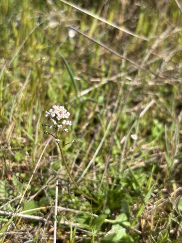 Lesser Shepherdscress (Teesdalia coronopifolia)