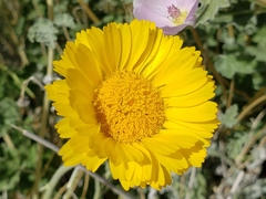 Baileya pleniradiata