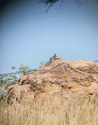 Namib Rock Agama