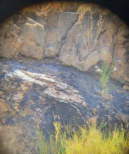 Western Giant Plated Lizard