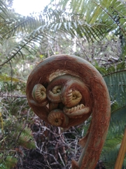Cibotium glaucum