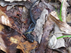 Plethodon chlorobryonis