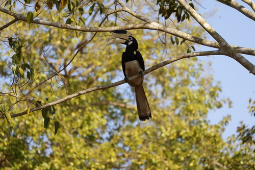 Malabar Pied Hornbill