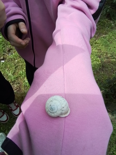 Eobania vermiculata