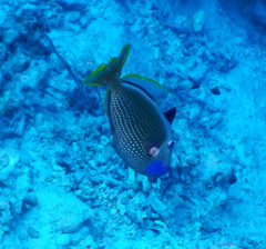 Xanthichthys auromarginatus