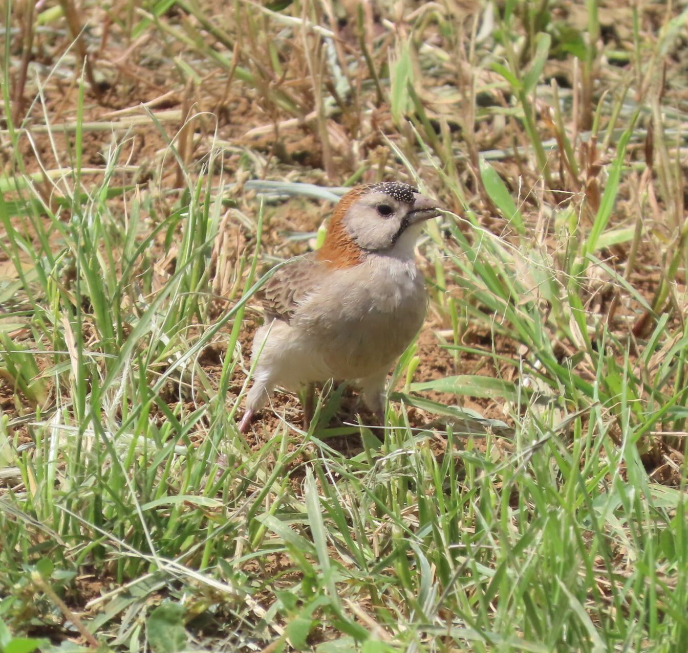 Speckle-fronted Weaver (Sporopipes frontalis), photo 8