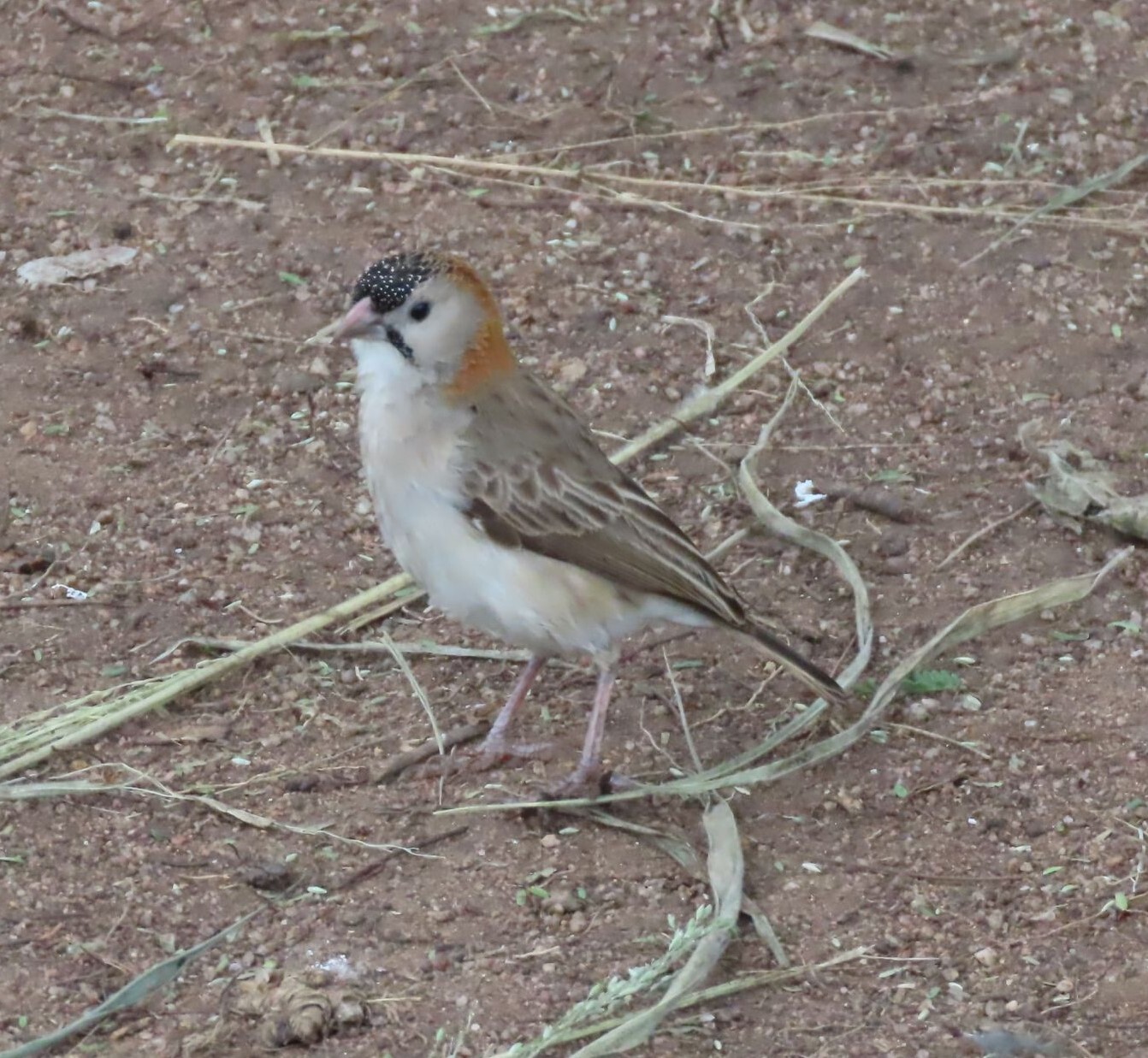 Speckle-fronted Weaver (Sporopipes frontalis), photo 6