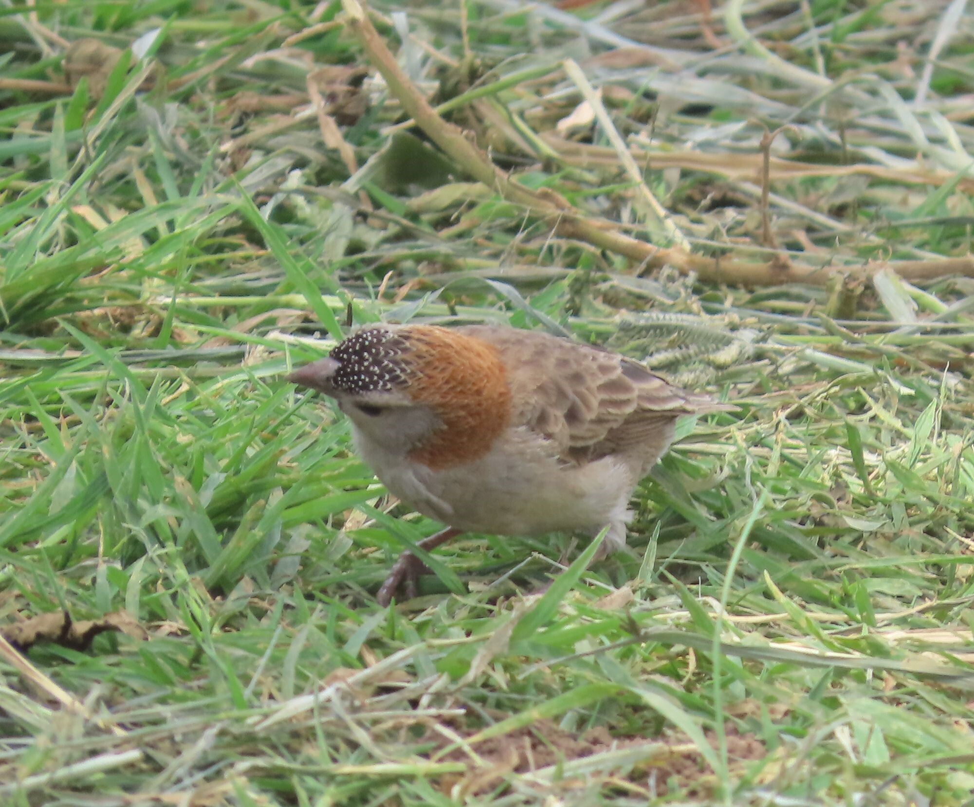 Speckle-fronted Weaver (Sporopipes frontalis), photo 7