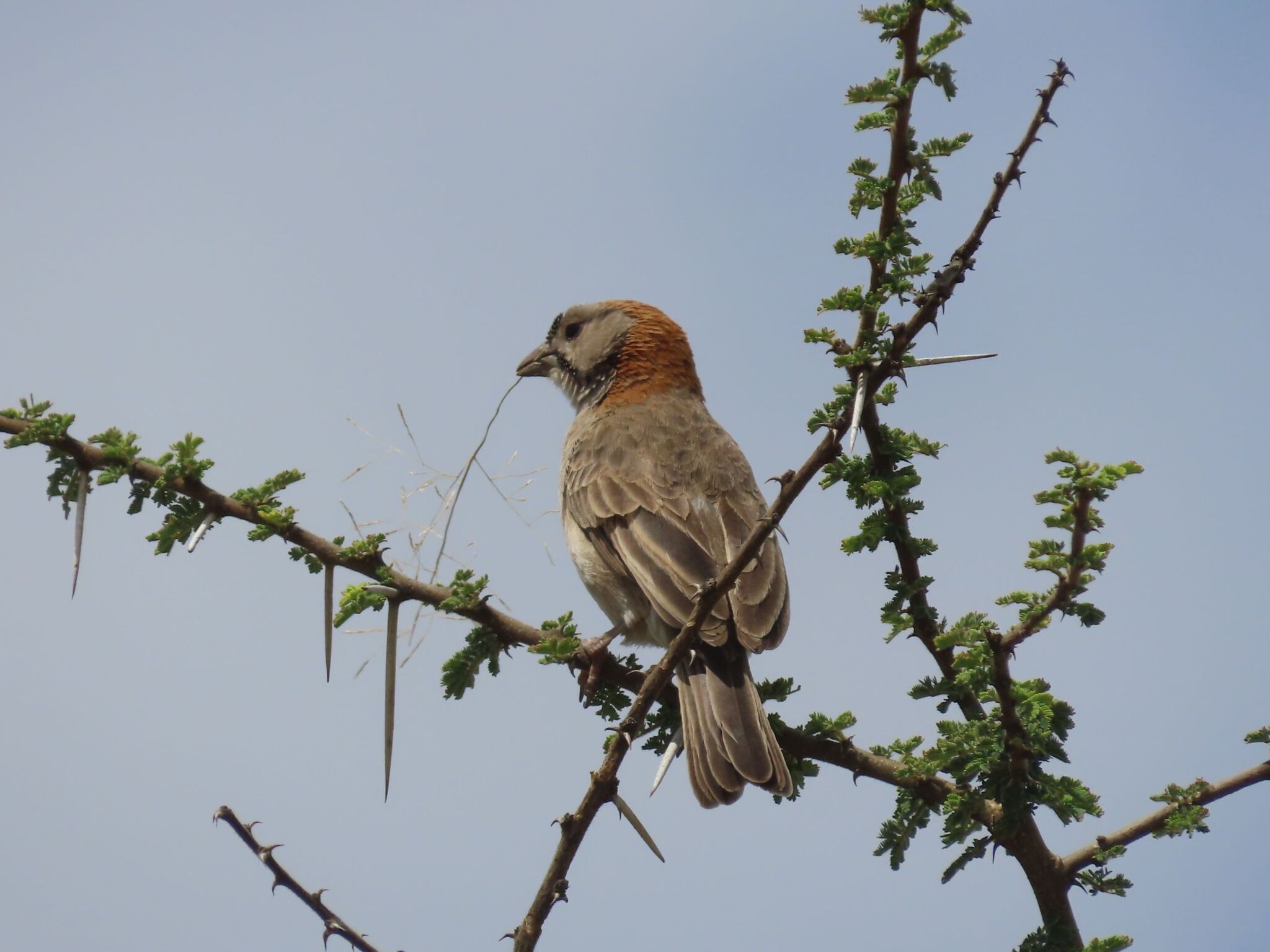 Speckle-fronted Weaver (Sporopipes frontalis), photo 9