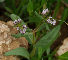 Valerianella vesicaria