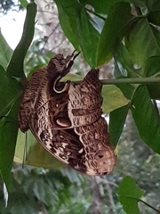 Caligo beltrao