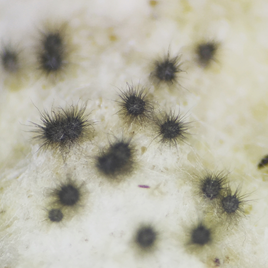 Chaetomiaceae