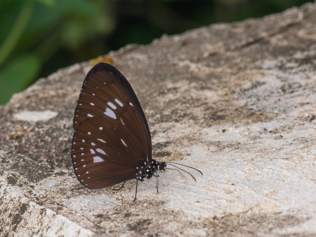 Euploea eleusina (Euploea eleusina)