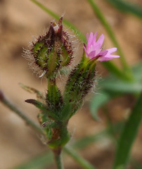 Silene alexandrina