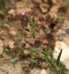Silene alexandrina