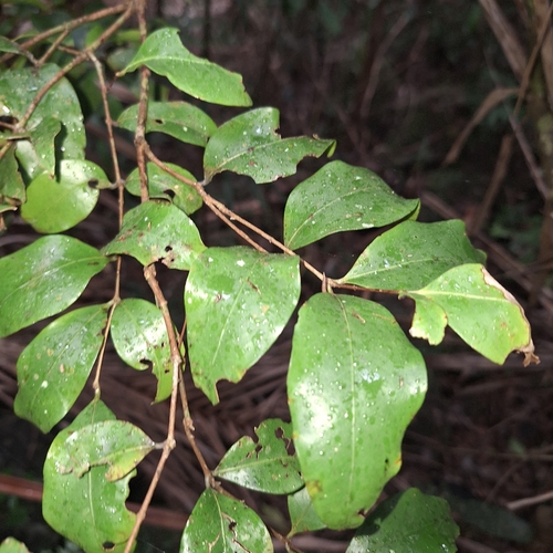 scrub ironwood (Gossia acmenoides)