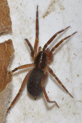 Scotina celans