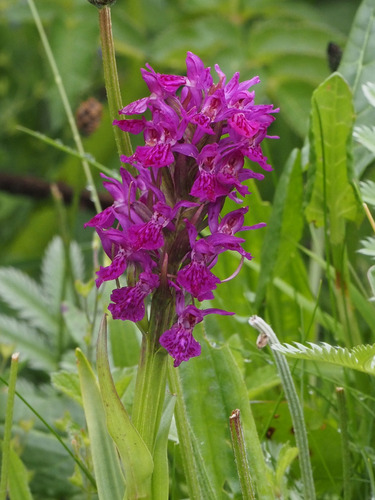 Northern Marsh-orchid (Dactylorhiza purpurella)