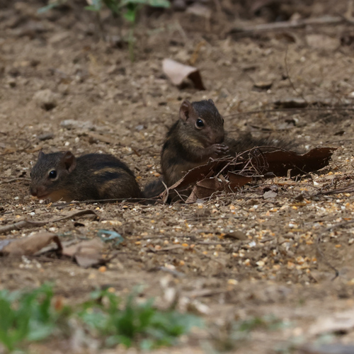 Indochinese Ground Squirrel