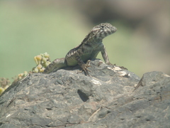 Microlophus atacamensis