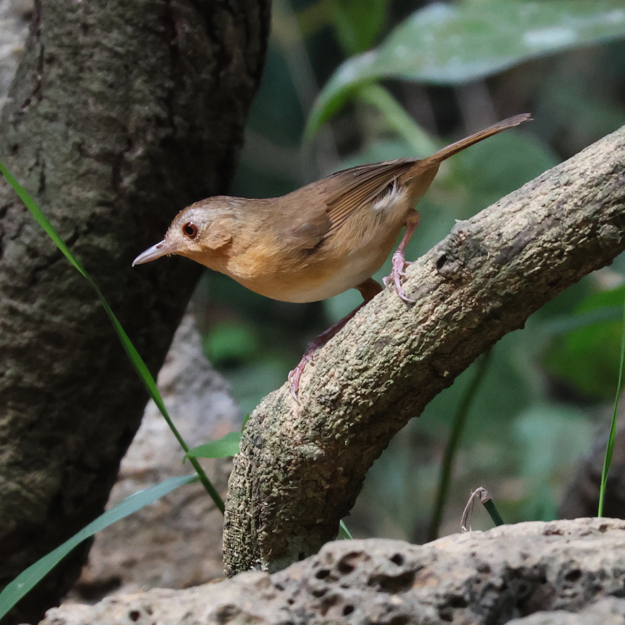 Buff-breasted Babbler (Pellorneum tickelli), photo 5