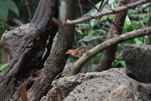 Buff-breasted Babbler (Pellorneum tickelli), photo 6
