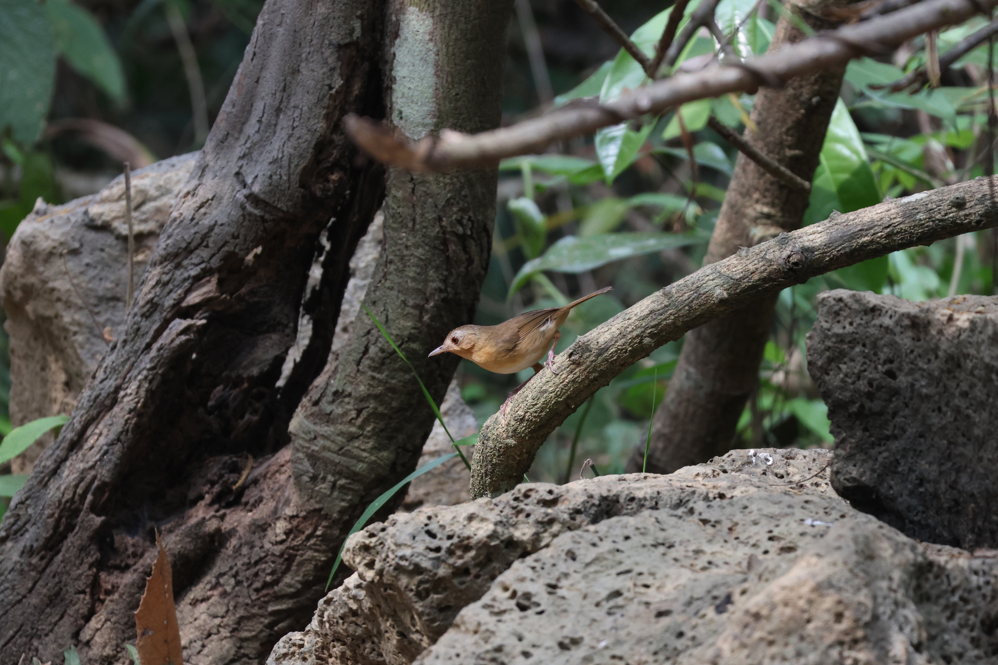 Buff-breasted Babbler (Pellorneum tickelli), photo 6