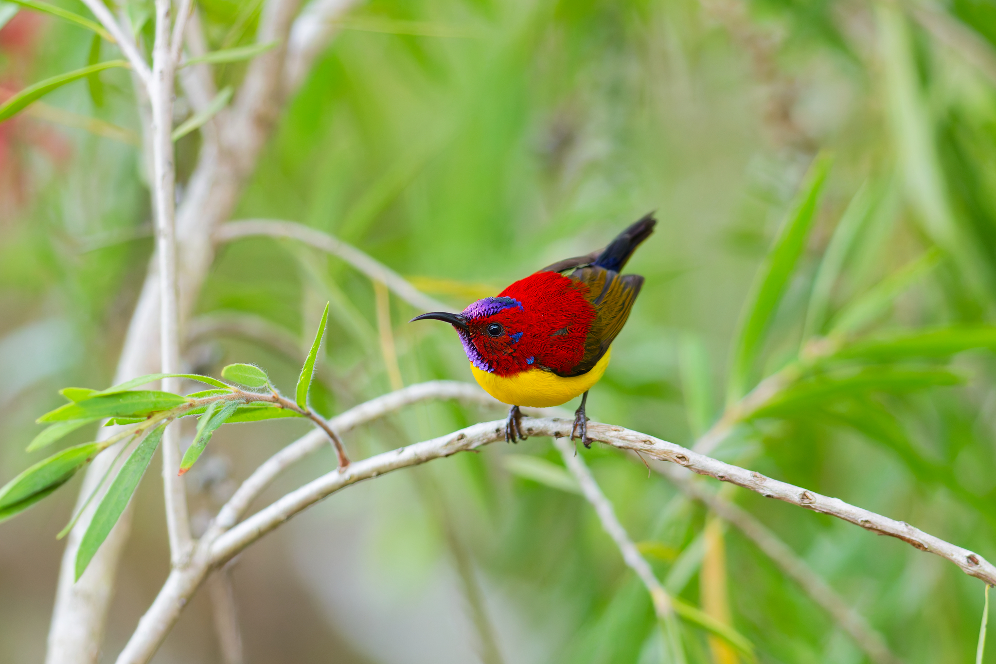 Mrs. Gould's Sunbird (Aethopyga gouldiae), photo 9