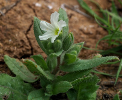 Nonea philistaea