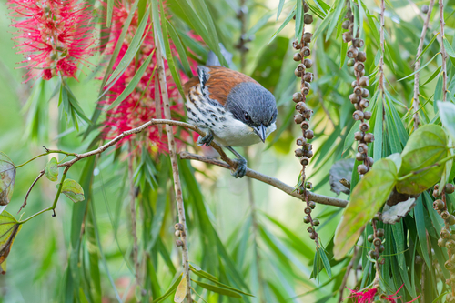 Grey-crowned Crocias (Laniellus langbianis), photo 5