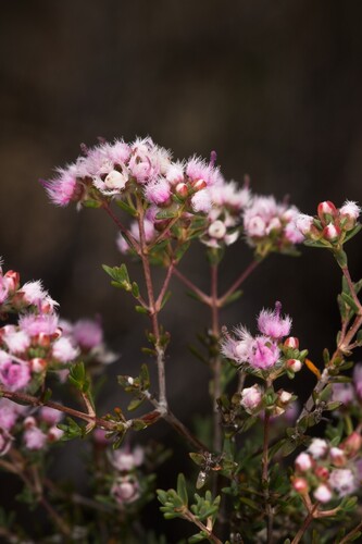 Verticordia densiflora, photograph 2