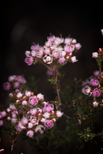 Compacted Featherflower (Verticordia densiflora)