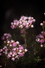 Verticordia densiflora
