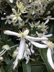 Clematis armandii