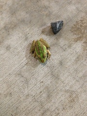 Ranoidea alboguttata