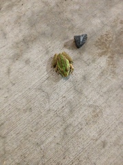 Ranoidea alboguttata