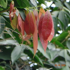 Sterculia lanceolata