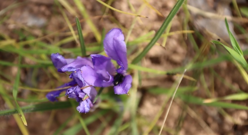 Sand Sweet Bobbejaantjie (Babiana sambucina)