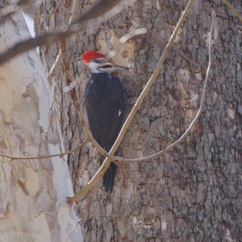 Pileated Woodpecker photographed in Illinois