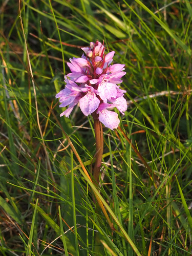 Heath Spotted Orchid (Dactylorhiza maculata)