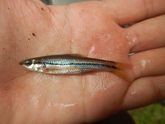 Notropis atrocaudalis