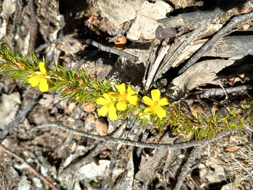 bundled hibbertia (Hibbertia fasciculata)