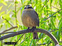 Oriturus superciliosus