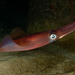 European Squid - Photo (c) josepvilanova, some rights reserved (CC BY-NC), uploaded by josepvilanova