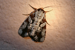 Perigea glaucoptera