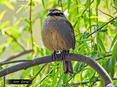 Oriturus superciliosus